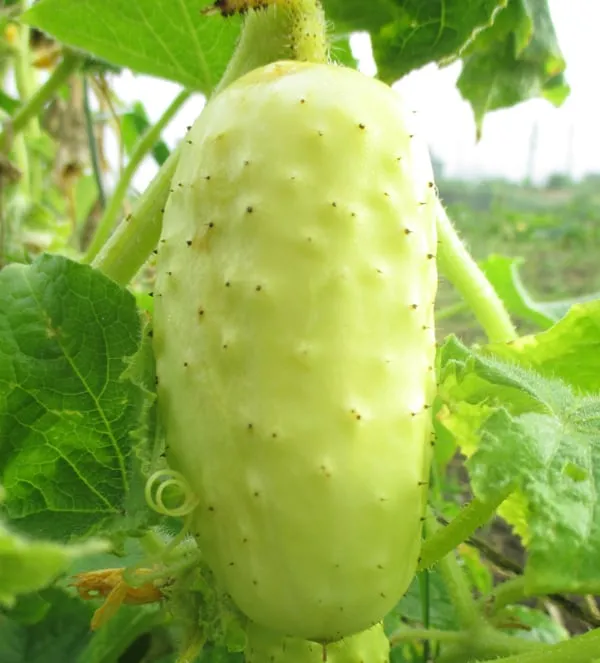 Đảm bảo khoảng cách trồng cây con hợp lý (40-50cm) để cây nhận đủ ánh sáng