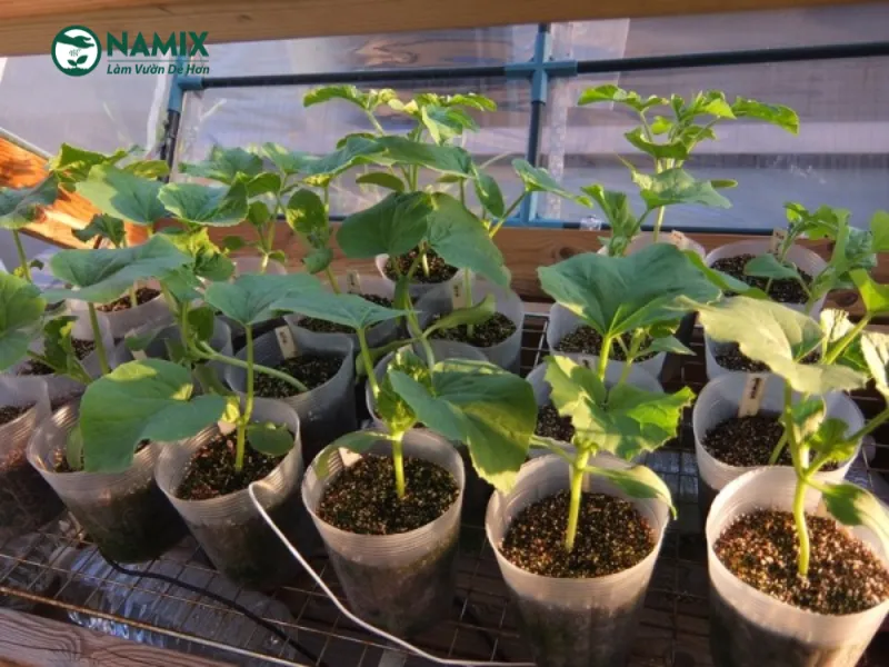 Dinh Dưỡng Cho Cây Dưa Lưới