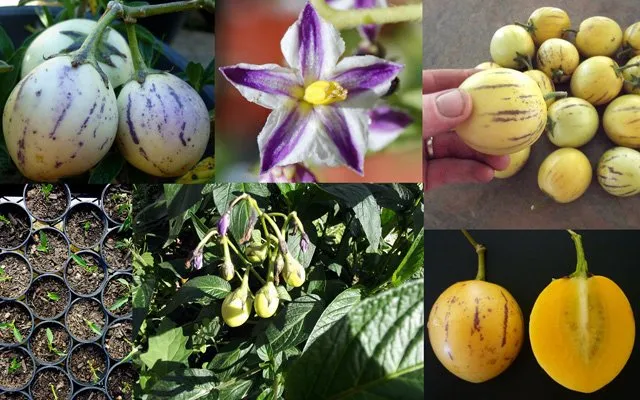 Dưa pepino hay còn có tên gọi khác là dưa hấu Nam Mỹ