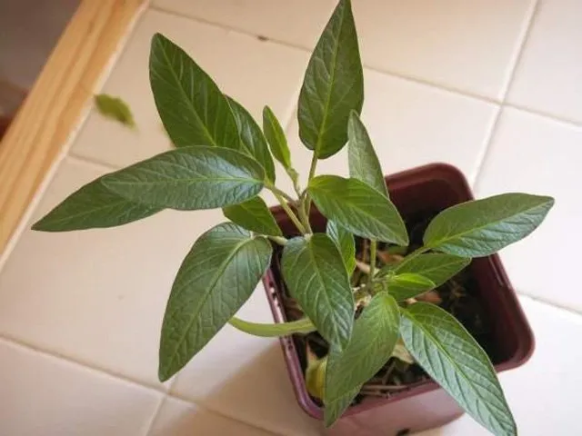 Dưa có thể trồng trong chậu, nhà kính hoặc ngoài vườn