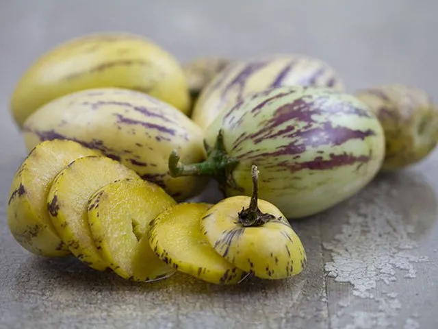 Mỗi cây dưa pepino có thể cho từ 80 - 120 quả/vụ nếu được chăm sóc tốt.