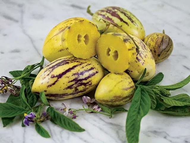 Đây là một loại cây ăn quả trái nhỏ khoảng 200-300gram