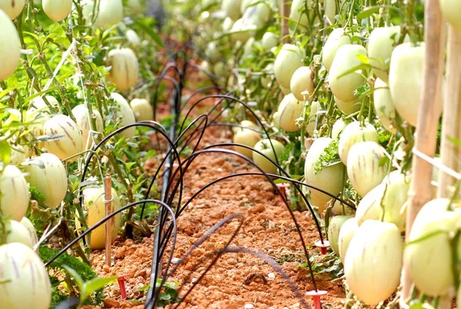 Dưa pepino - một loại quả độc đáo có nguồn gốc từ dãy Andes ở Nam Mỹ