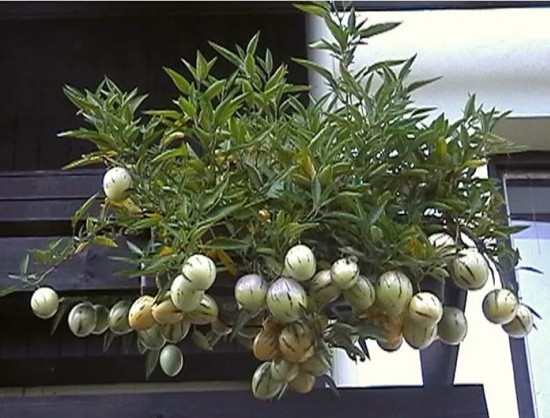 Quả dưa pepino khi chín có màu sắc bắt mắt, sọc tím rõ nét