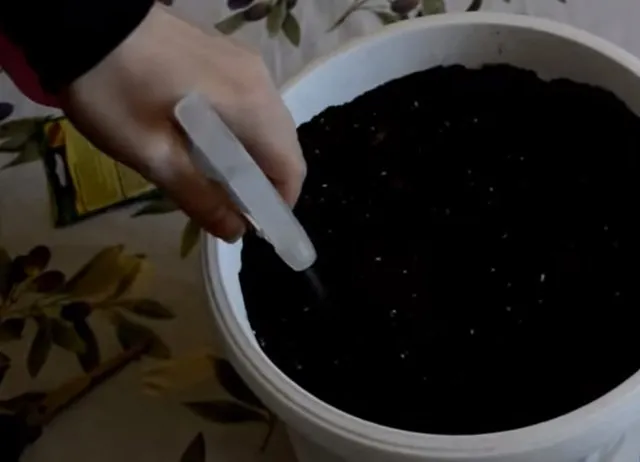 Ngâm hạt vào nước ấm theo tỷ lệ 2 sôi 3 lạnh rồi để qua đêm là bước quan trọng