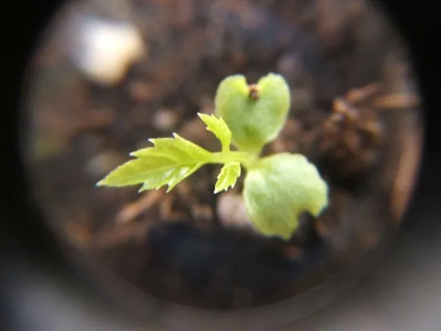 Khi cây con có 4 – 5 lá thật, cao 10 – 12 cm, khỏe mạnh là có thể chuyển ra chậu.