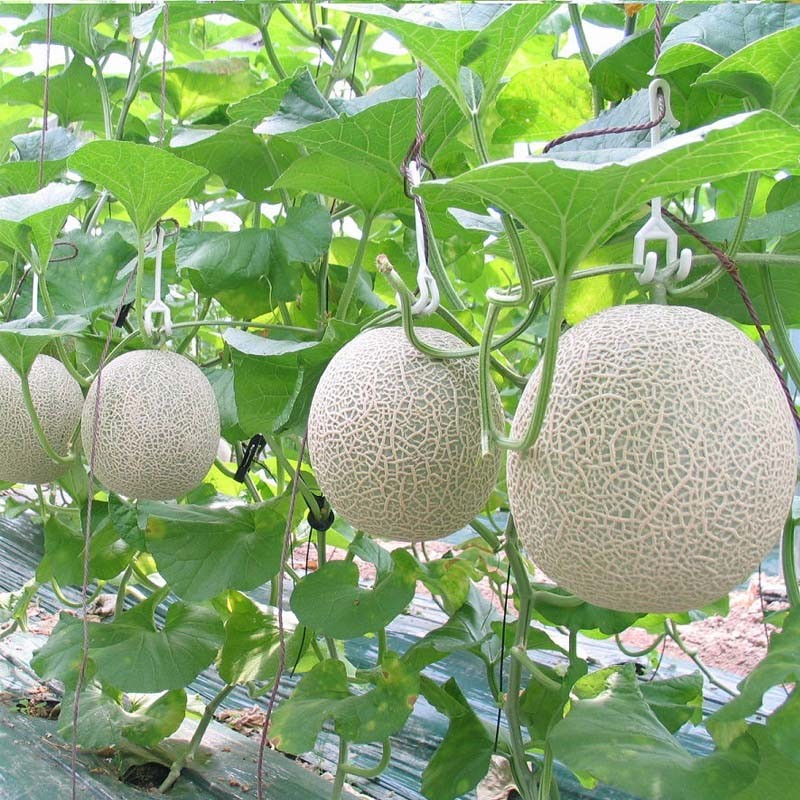 Kỹ Thuật Trồng Cây Đười Ươi Cho Năng Suất Cao Và Ổn Định Bền Vững Kỹ Thuật Trồng Cây Đười Ươi Cho Năng Suất Cao Và Ổn Định Bền Vững