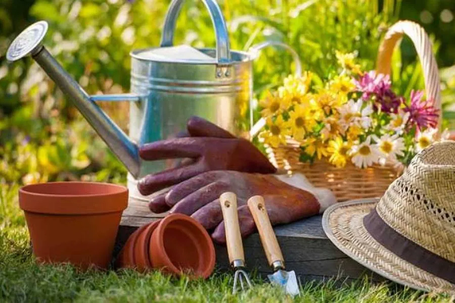 Dụng cụ cần thiết cho việc giâm cành hoa giấy, bao gồm chậu, kéo, bình tưới và vôi bột