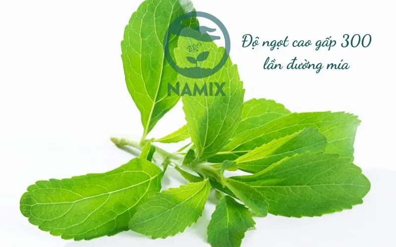 Cây cỏ ngọt tươi trên chậu, lá xanh mướt