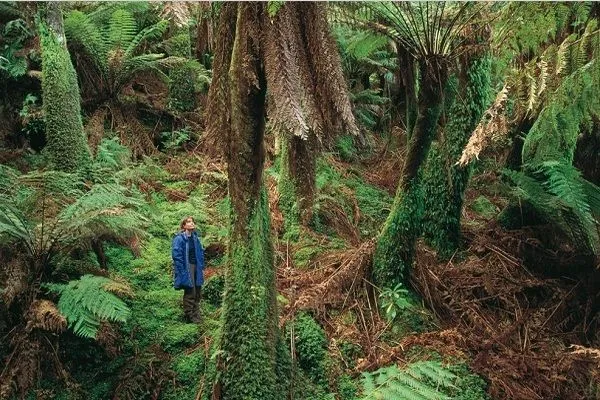 Cây dương xỉ cổ đại có tuổi thọ kéo dài bao lâu?