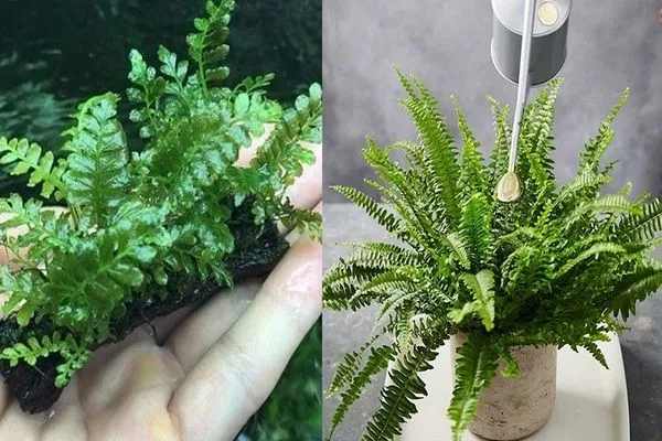 Một số mẹo trồng và chăm sóc cây dương xỉ cổ đại