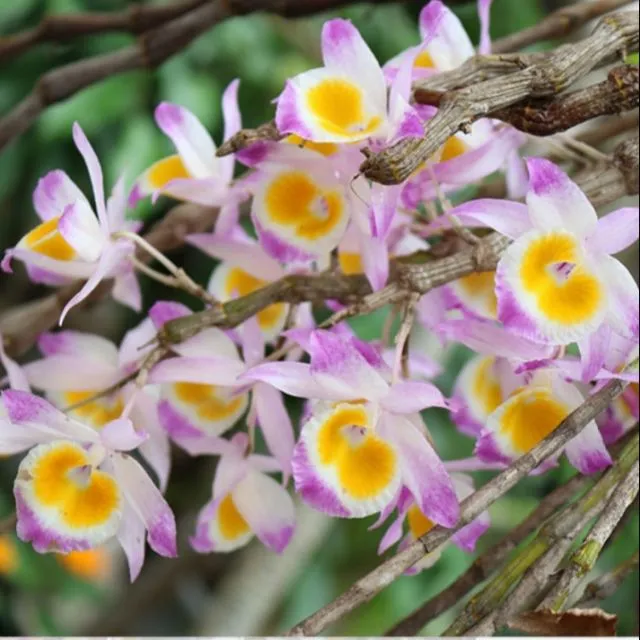 Bộ rễ và thân ngọc thạch 3 màu khỏe mạnh