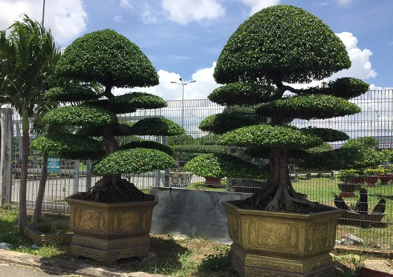 Nghệ thuật tạo hình tán lá bonsai Sanh với kiểu truyền thống