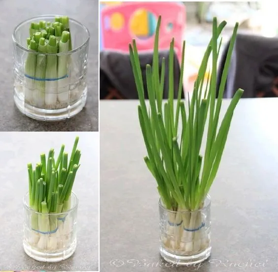 Các cách trồng hành lá