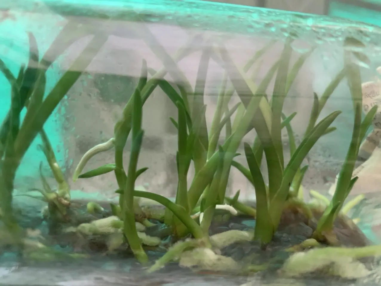 Một khóm Lan Kiếm vàng Phan Trí trưởng thành đang phát triển khỏe mạnh trong chậu