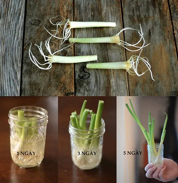 Gốc hành lá đang được trồng trong rọ nhựa và đặt trên khay chứa nước, minh họa cho việc chăm sóc