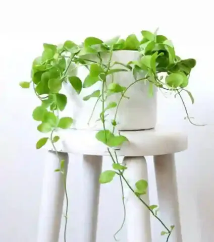 Gần gũi vẻ đẹp lá dày mọng của lan hạt dưa, đặc trưng khi tìm hiểu cách trồng cây lan hạt dưa.