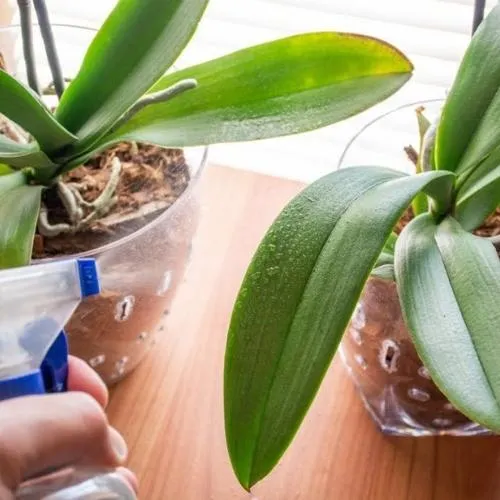 Các Loại Enzyme Hữu Cơ (GE) Tưới Lan