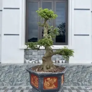 Hướng dẫn cắt tỉa và tạo hình cây cherry cơ bản trong 3 năm đầu