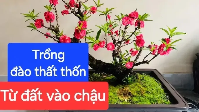 Thời điểm và kỹ năng cần thiết để thực hiện thụ phấn nhân tạo thành công