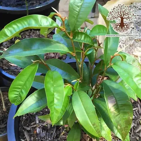 Cách thực hiện cắt tỉa rễ cho cây cherry trồng chậu để tránh bó rễ