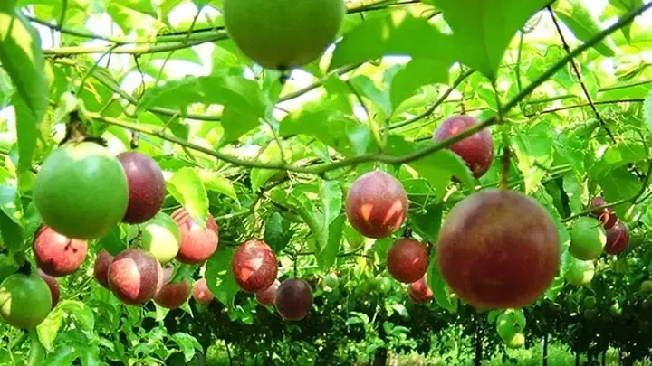 Cung cấp hướng dẫn chăm sóc chuyên biệt về tưới nước và bón phân cho cây cherry trồng chậu