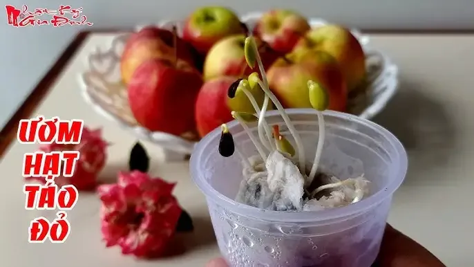 Thúc đẩy phương pháp trồng cherry hữu cơ để đảm bảo chất lượng quả và bảo vệ môi trường