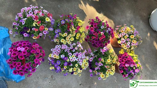 Cây sinh trưởng mạnh, ra nhiều nhánh và cây ổn định thì tưới ngày 2 lần, chú ý kiểm tra độ ẩm