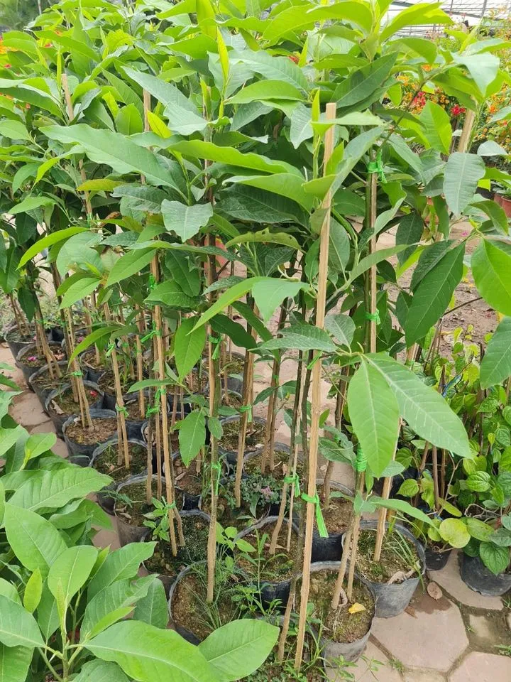 Mức giá cây Hoa Ngọc Lan khác nhau tùy thuộc vào kích cỡ