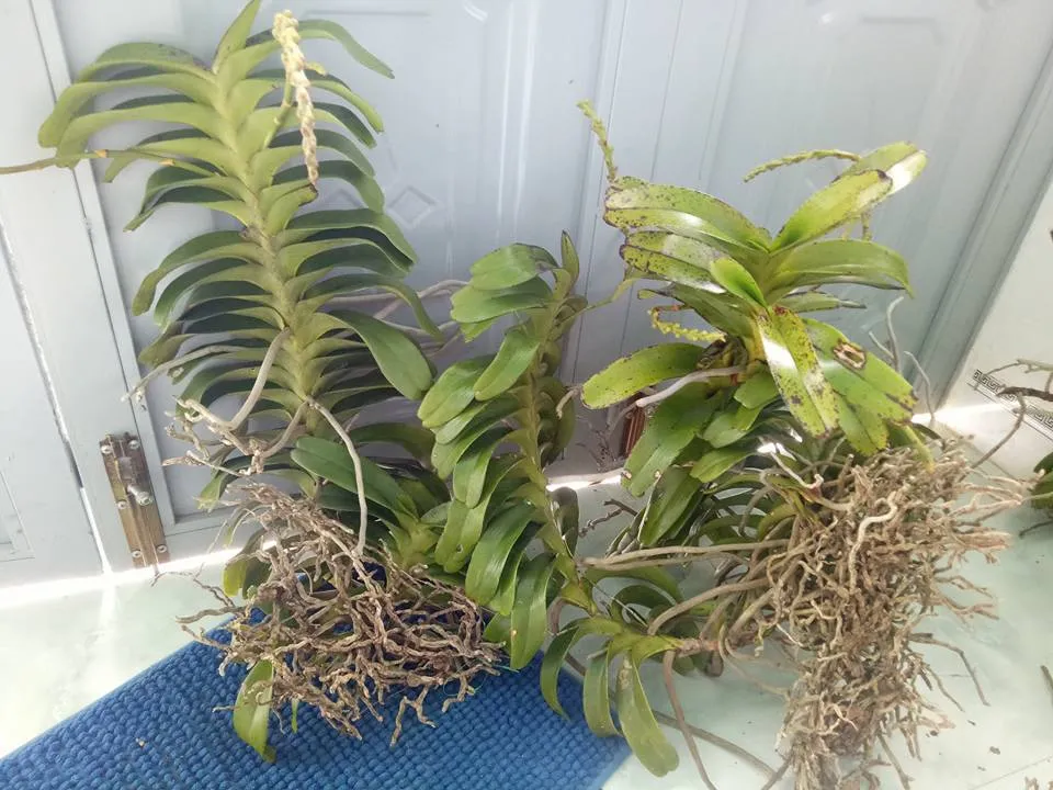 giá lan quáº¿ thÃ¡ng 8