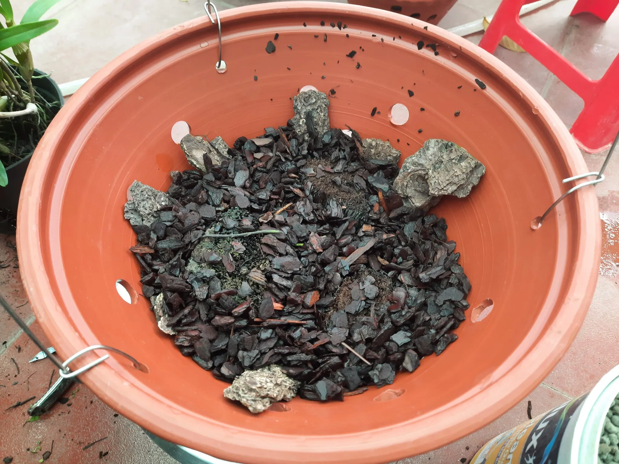 Giá thể vỏ thông đã qua xử lý được dùng để trồng lan Hoàng Phi Hạc