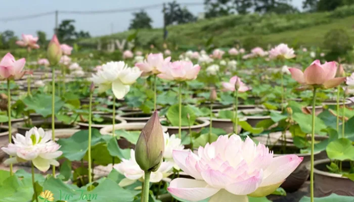 Giá thể trồng hoa sen