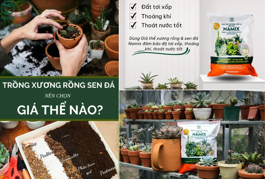 gia the trong xuong rong sen da