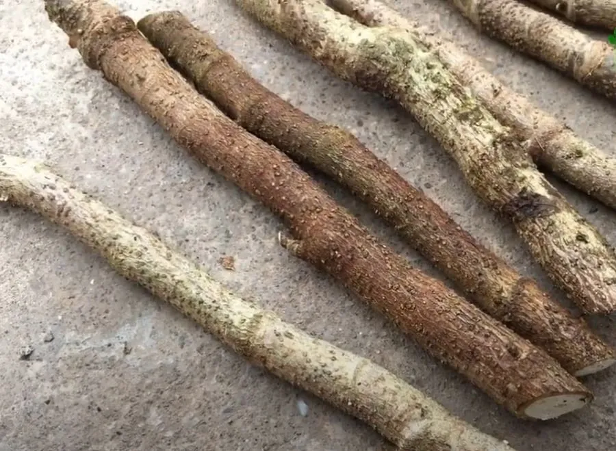 Chọn cành đinh lăng khỏe mạnh, không sâu bệnh để áp dụng cách trồng cây đinh lăng tại nhà