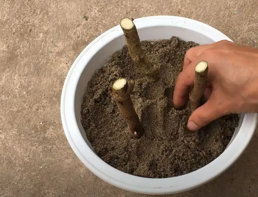 Kỹ thuật cắm cành đinh lăng vào bầu đất để đạt tỷ lệ sống cao