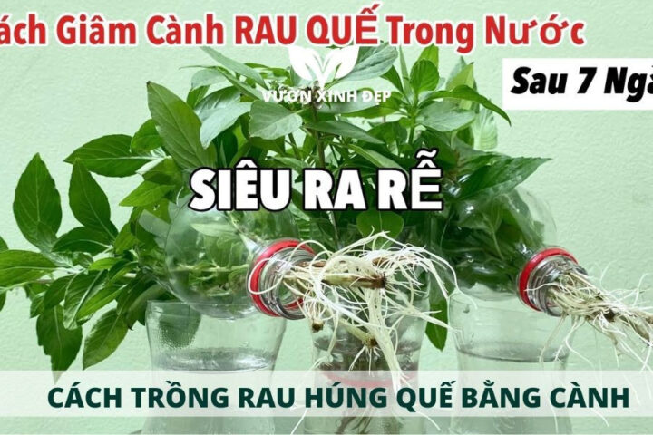 Cách Tái Chế Chai Nhựa Thành Chậu Trồng Rau Chi Tiết Từ A Đến Z