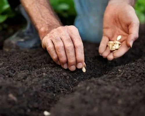 Gieo hạt giống cà rốt xuống đất và phủ rơm rạ để giữ ẩm