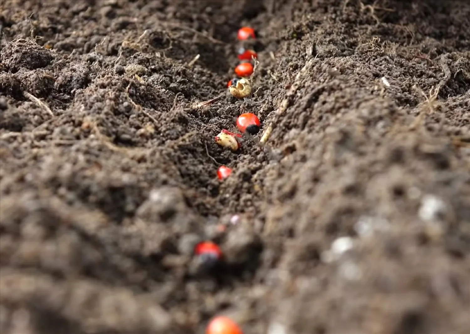 Cách Trồng Sâm Ngọc Linh Đúng Kỹ Thuật Và Đạt Chất Lượng Cao Cách Trồng Sâm Ngọc Linh Đúng Kỹ Thuật Và Đạt Chất Lượng Cao