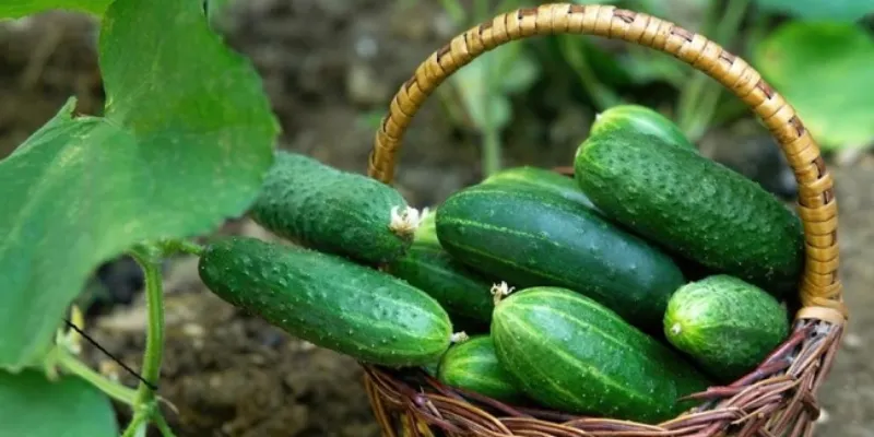 Quy trình gieo hạt và ươm cây con dưa chuột khỏe mạnh