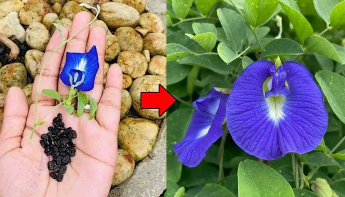 Hình ảnh gieo hạt hoa đậu biếc đã được ngâm ủ để kích thích nảy mầm