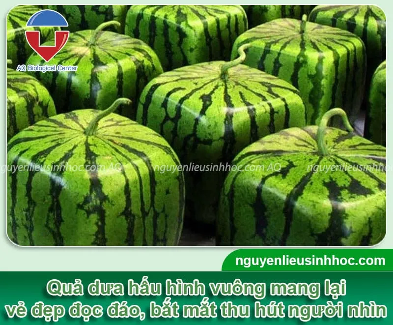 Dưa hấu hình vuông được cắt ra với ruột đỏ mọng