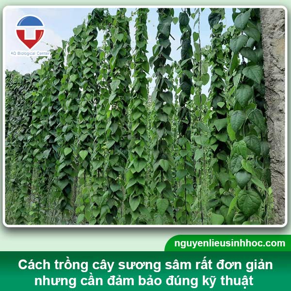 Cách Trồng Cây Sương Sâm: Kỹ Thuật Chi Tiết Từ A Đến Z