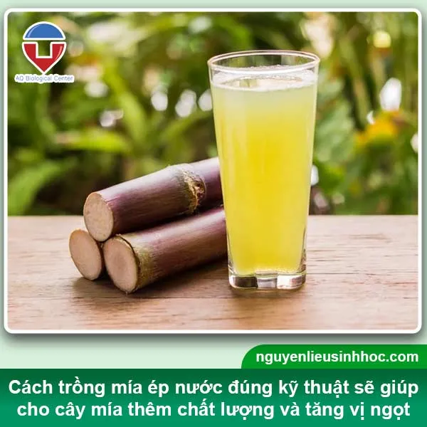 Hình ảnh ruộng mía xanh tốt, cho năng suất cao, nhiều nước và ngọt