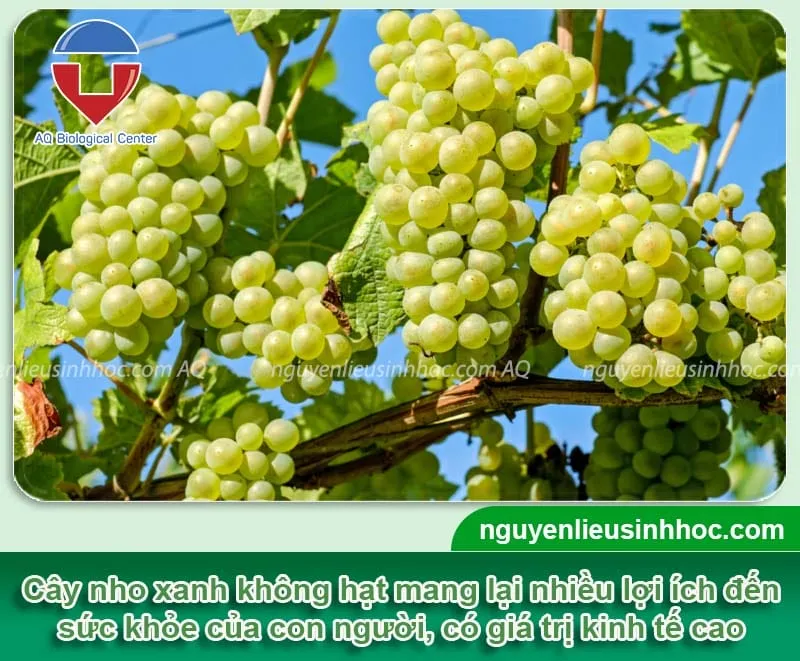 Giống nho xanh không hạt được trồng rộng rãi tại Việt Nam, đặc biệt là ở Ninh Thuận