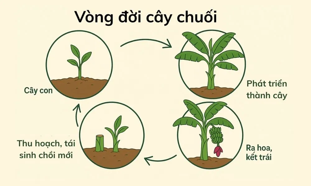 Vòng đời cây chuối tiêu kéo dài từ 9 đến 12 tháng