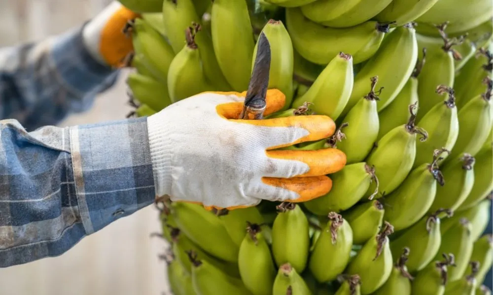 Thời điểm thu hoạch tốt nhất là khi quả đã phát triển đầy đủ, vỏ màu xanh nhạt