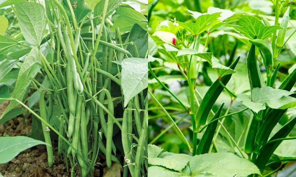 Bà con có thể luân canh chuối tiêu với các cây họ đậu hoặc cây lấy củ