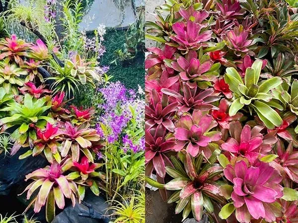 Giới thiệu về cây Dứa Màu Nam Mỹ và các đặc điểm sinh trưởng của cây