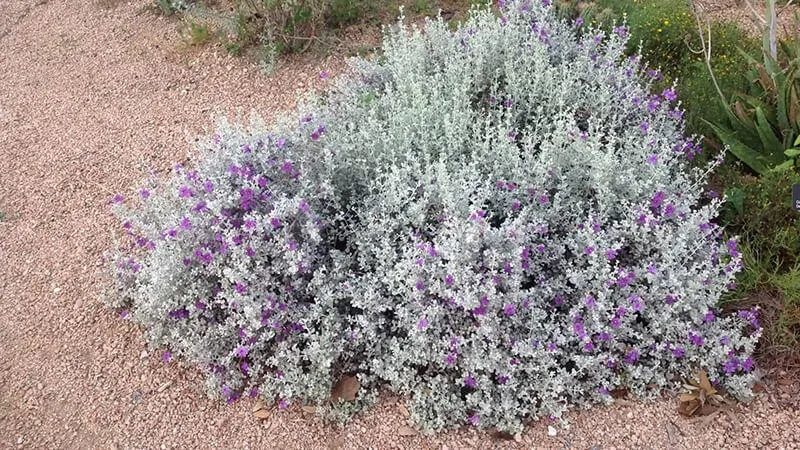 Cây Tuyết Sơn Phi Hồng (Leucophyllum frutescens) và nguồn gốc sa mạc