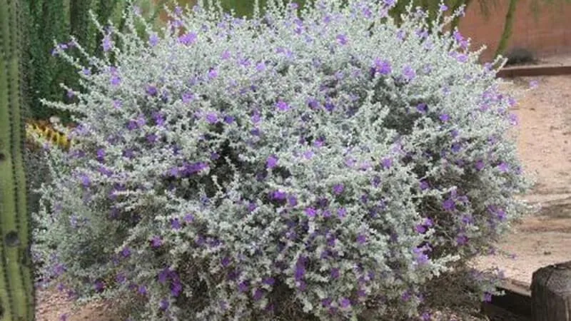 Đặc điểm thực vật học của cây Tuyết Sơn Phi Hồng